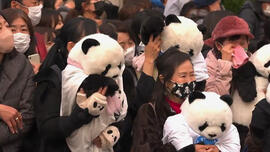 大熊猫香香要回家了 日本人用感谢表达爱