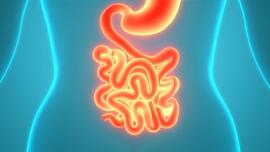 研究人员开发出具有免疫系统的人类肠道类器官