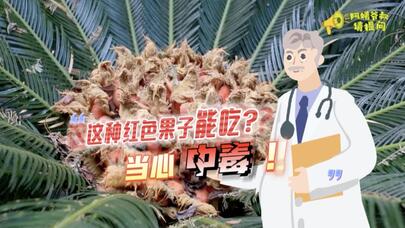 别碰铁树上这种一窝窝的红果子！可能会中毒！