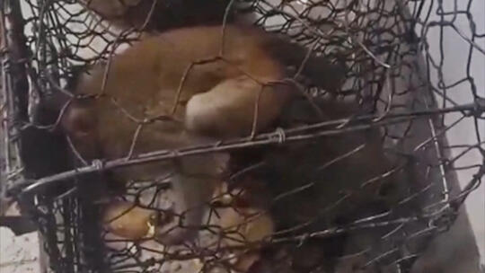 黔灵山公园猕猴被关笼内贩卖？园方回应：不实！