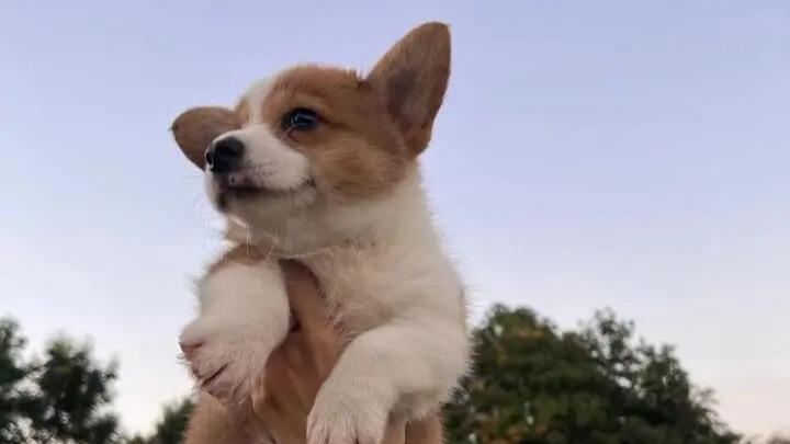 腿不在长能搜就行 全国首只柯基警犬"福仔"亮相_全国首只柯基警犬"福