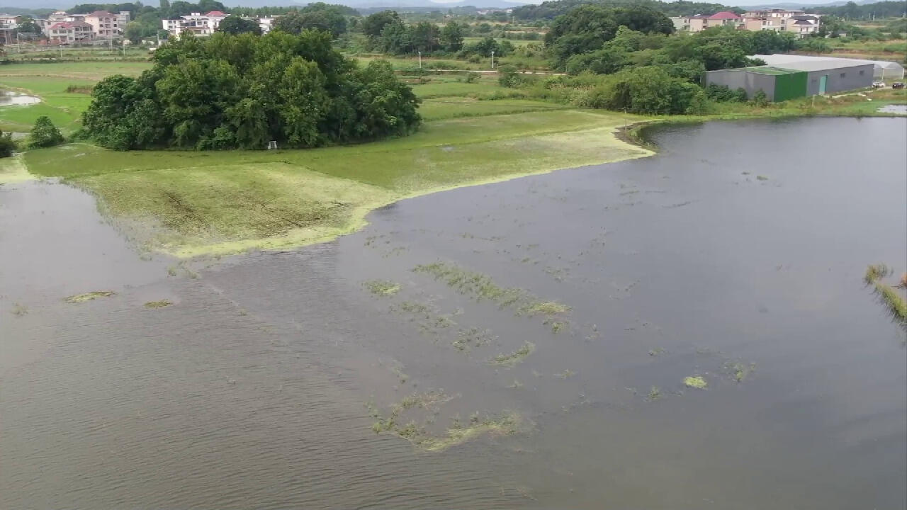 排涝,抢收,抢种 鄱阳湖区保障灾后粮食生产