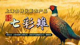 七彩雉