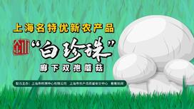 金山“白珍珠”——廊下双孢蘑菇
