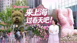 海上花开 来上海过春天吧！