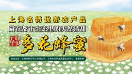 藏在都市生态里的天然清甜——奉贤多花蜂蜜