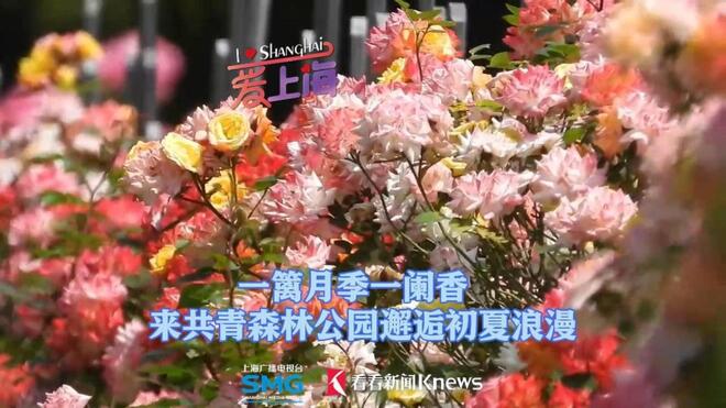 一篱月季一阑香 来共青森林公园邂逅初夏浪漫