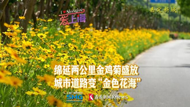 金鸡菊沿路盛放 城市道路变身“金色花海”