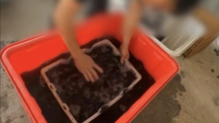 暗访福建杨梅收购点 违规添加防腐剂甜味剂泛滥