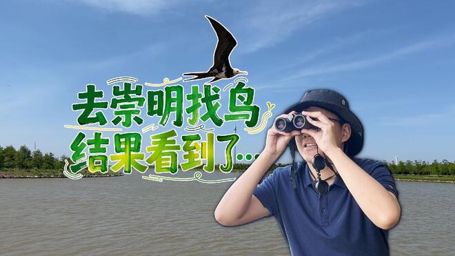 去崇明找鸟 结果看到了……