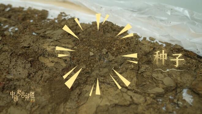 一层土藏着3000年前的食物？实验室的“细节控”
