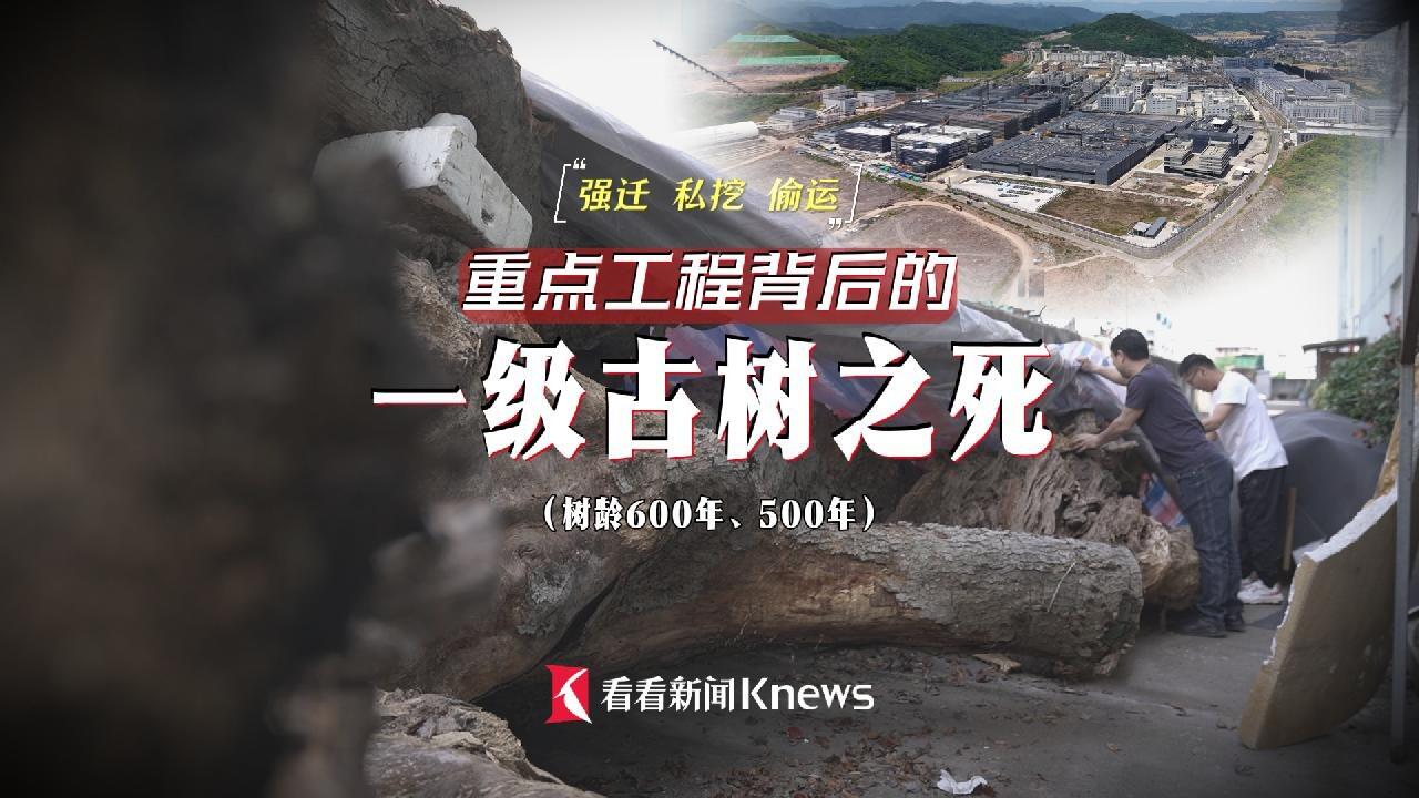 为省重点工程让路后，600年古树离奇死亡