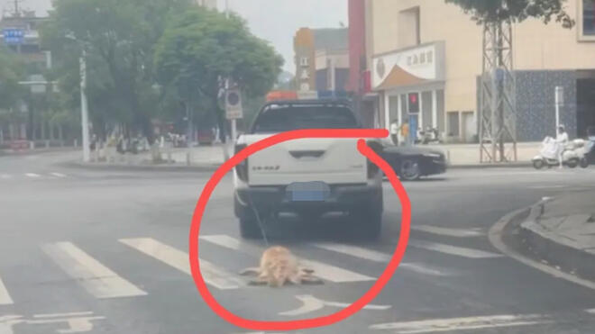 “城管执法”车街头拖行犬只致死！湖南江永通报