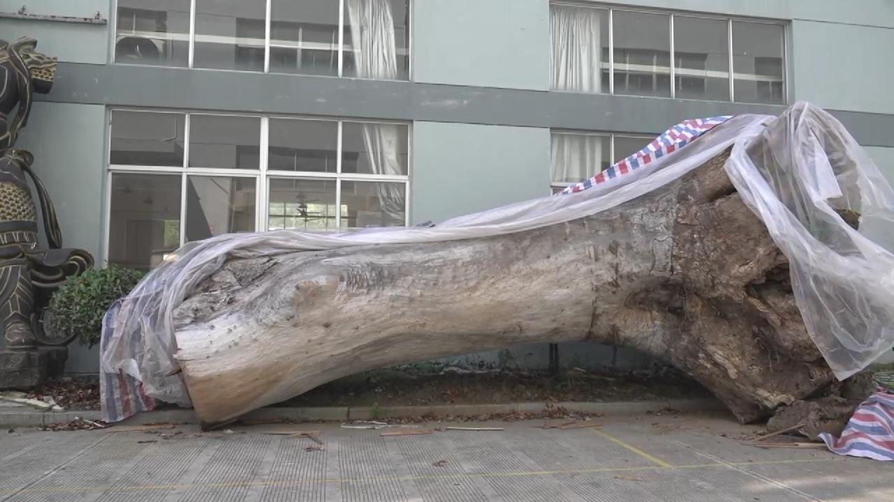 谁杀死了600年古树？官方通报：成立联合调查组