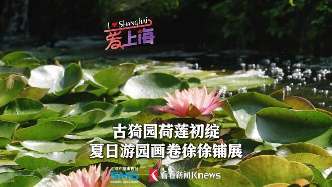 古猗园荷莲初绽 夏日游园画卷徐徐铺展