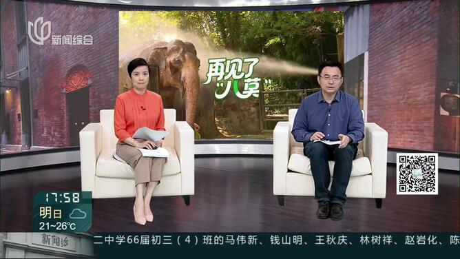 城事晚高峰：再见了，“八莫”！ 上海动物园亚洲象“八莫”离世 市民自发前来送别