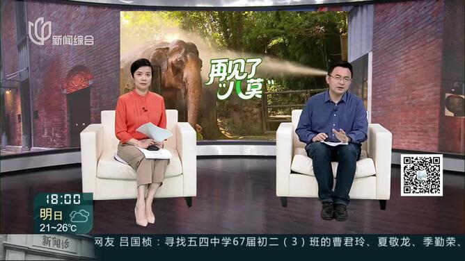城事晚高峰：再见了，“八莫”！ “八莫”曾与“版纳”恩爱44载 创亚洲象繁殖纪录