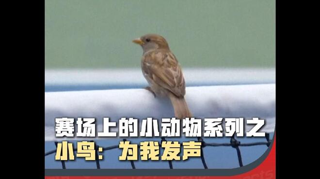 美网赛场一对麻雀落在了球网上