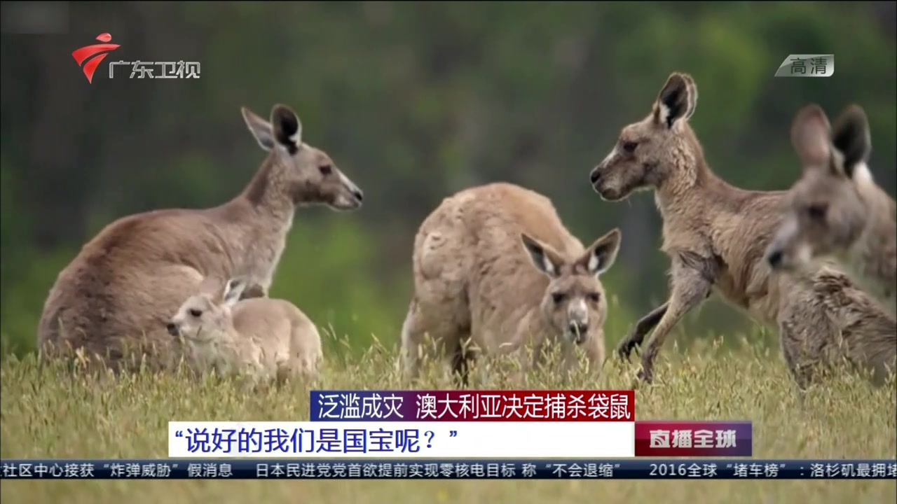 视频泛滥成灾澳大利亚决定捕杀袋鼠
