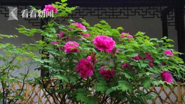 百年牡丹树一般多少钱一颗