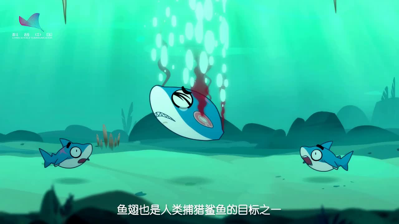视频摩登大自然鲨鱼明星关凌配音版