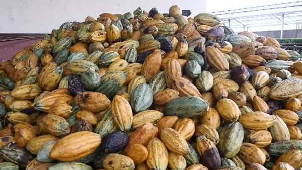 加纳可可:中国市场和中国资本将改变这个产业_加纳可可:中国市场和