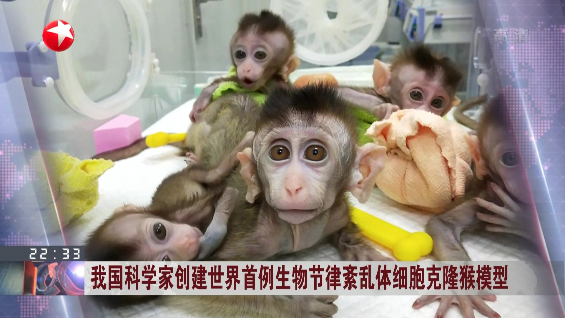 克隆牦牛在西藏当雄实现批量自然顺产