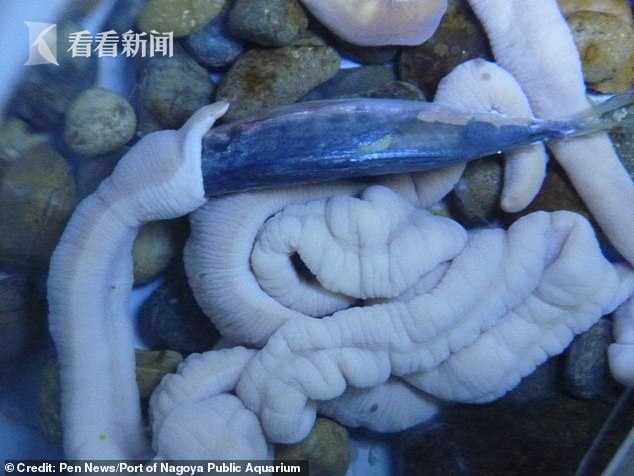 深海蠕虫图片