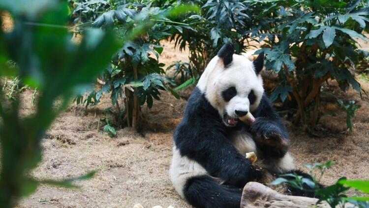 全球最长寿的圈养雄性大熊猫安安在香港离世_全球最长寿的圈养雄性大